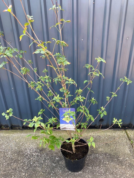 <h4>Cornus kousa Chinensis</h4>