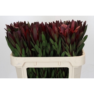 Leucadendron Safari Sunset