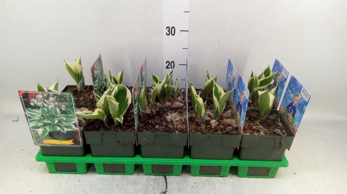 <h4>Hosta  'Patriot'</h4>