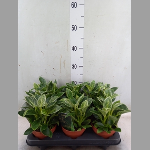 Philodendron   ...