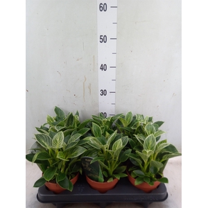 Philodendron   ...