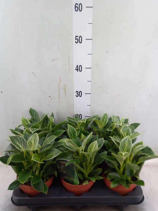 <h4>Philodendron   ...</h4>
