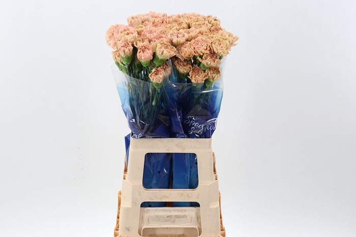 <h4>Dianthus ST 'Lege Marrone'</h4>