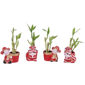 Lucky Bamboo Toef in Ceramic Chongqing Ø11cm