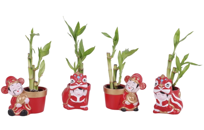 <h4>Lucky Bamboo Toef in Ceramic Chongqing Ø11cm</h4>