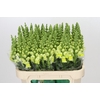 Antirrhinum Opus Yellow