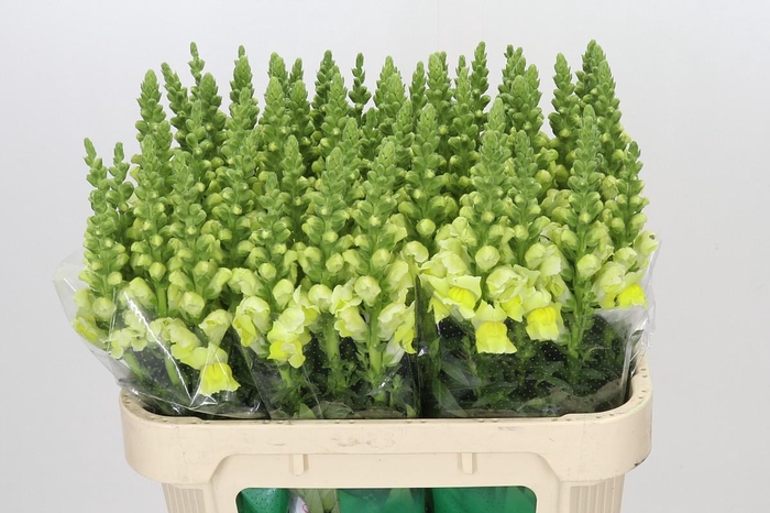 <h4>Antirrhinum Opus Yellow</h4>