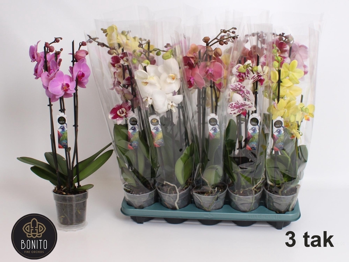 <h4>PHAL GEM 5 KL</h4>