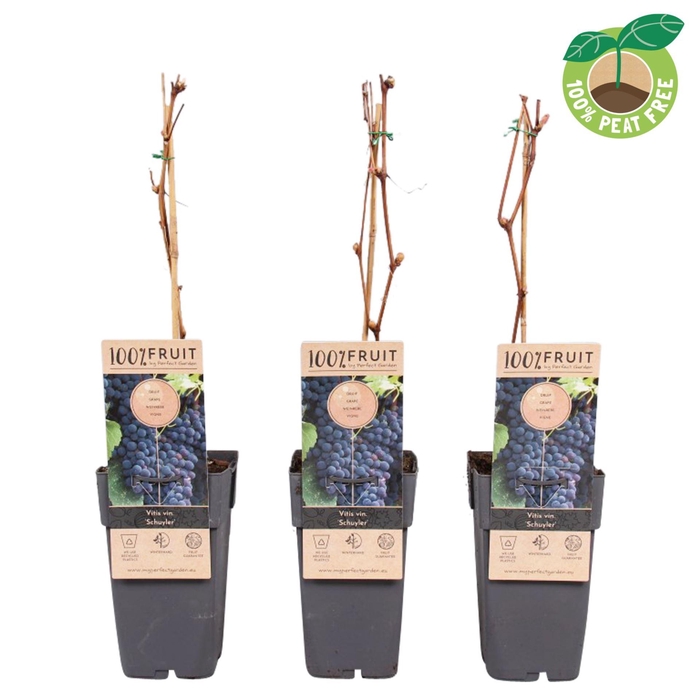 <h4>Vitis overig wit</h4>