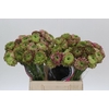 Ranunculus Pon Pon Malva