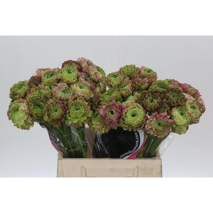 Ranunculus Pon Pon Malva