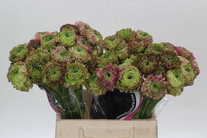 Ranunculus Pon Pon Malva