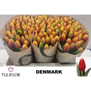 TU EN DENMARK