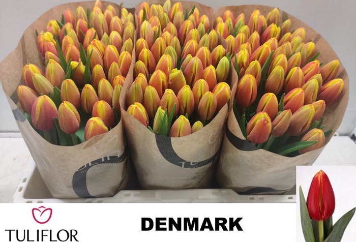 <h4>TU EN DENMARK</h4>