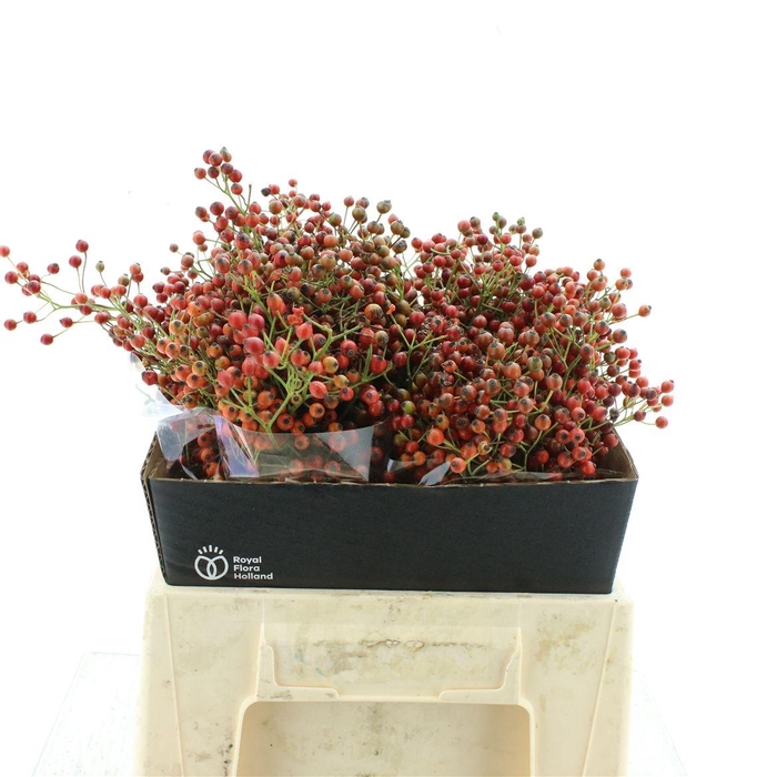 <h4>Rosa Corallo Orange Red</h4>