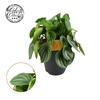 Peperomia Argyreia Eden BC