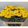 CHR G BISLET YELLOW