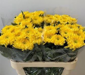CHR G BISLET YELLOW