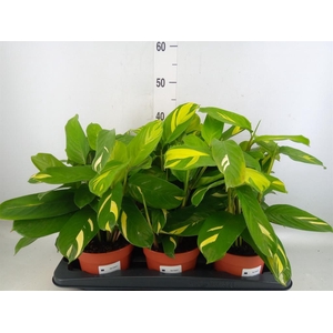 Ctenanthe pilosa 'Mosaic'