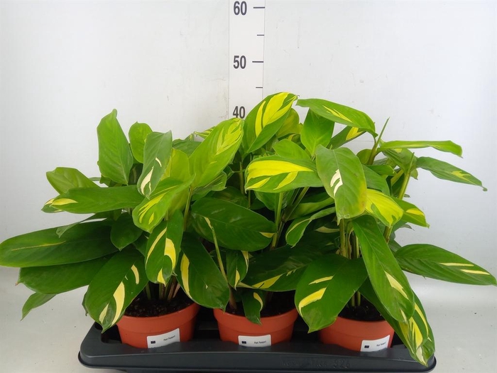 <h4>Ctenanthe pilosa 'Mosaic'</h4>