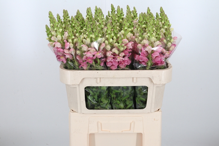 <h4>Antirrhinum Po Rose</h4>