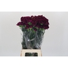 Dianthus St Purple Damascus