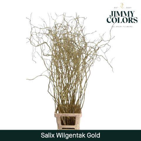 <h4>Salix Golden Curls Mtlc. Gold</h4>