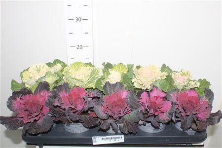 <h4>Brassica (sierkool)</h4>