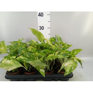Epipremnum   ...