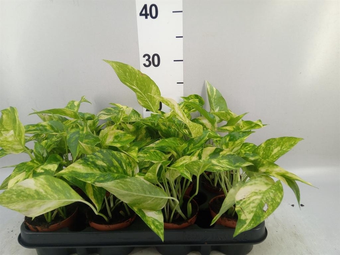 <h4>Epipremnum   ...</h4>
