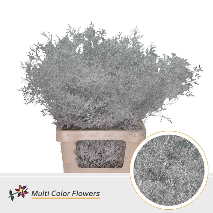 <h4>Limonium Beltlaard Zilver</h4>