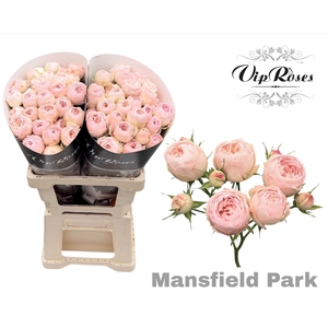 R TR MANSFIELD PARK