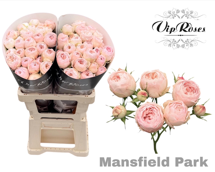 <h4>R TR MANSFIELD PARK</h4>