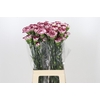 Dianthus St Olympia