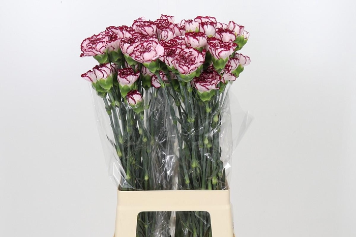 <h4>Dianthus St Olympia</h4>