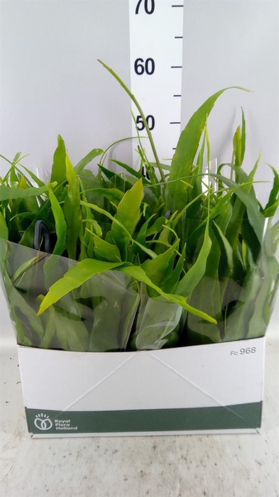 <h4>Epiphyllum ...</h4>