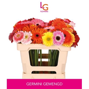 GE MI GEM