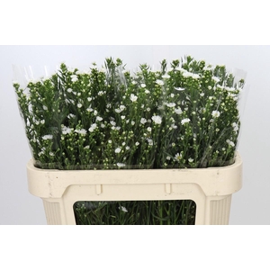 Aster Paquita