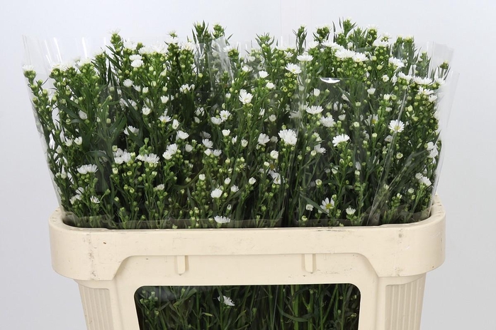 <h4>Aster Paquita</h4>