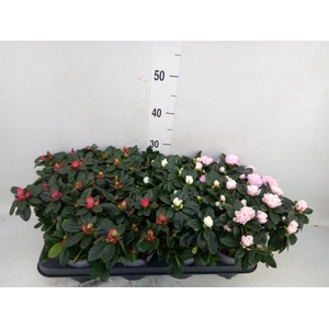 Rhododendron sim.   ...mix