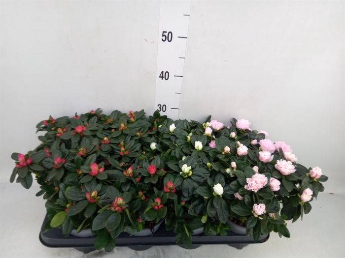 <h4>Rhododendron sim.   ...mix</h4>