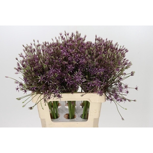 Allium Spider