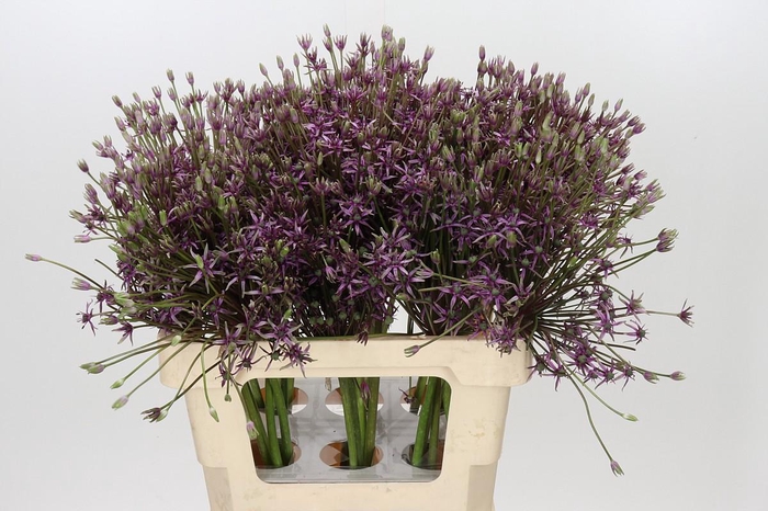 <h4>Allium Spider</h4>