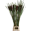 TYPHA LATIFOLIA XXL