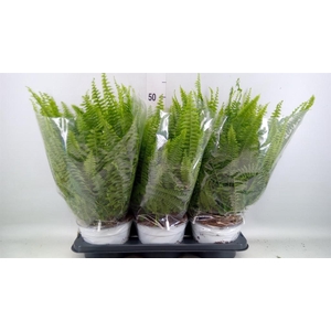 Nephrolepis exal. 'Sonata'