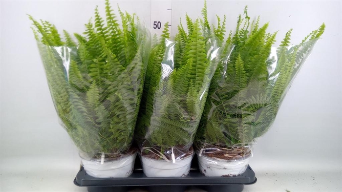 <h4>Nephrolepis exal. 'Sonata'</h4>