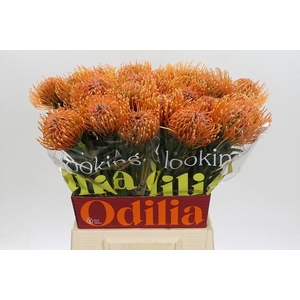 LEUC NUTANS AYOBA PEACH NUTANS AYOB