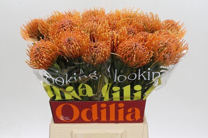 <h4>LEUC NUTANS AYOBA PEACH NUTANS AYOB</h4>