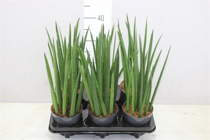 <h4>Sanseveria Cylindrica Mikado</h4>