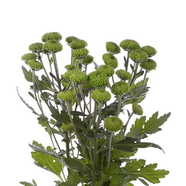 <h4>CHR T DELIGREEN</h4>